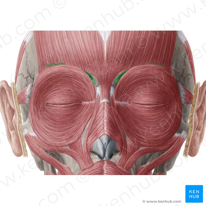 Musculus corrugator supercilii (Stirnrunzler); Bild: Yousun Koh