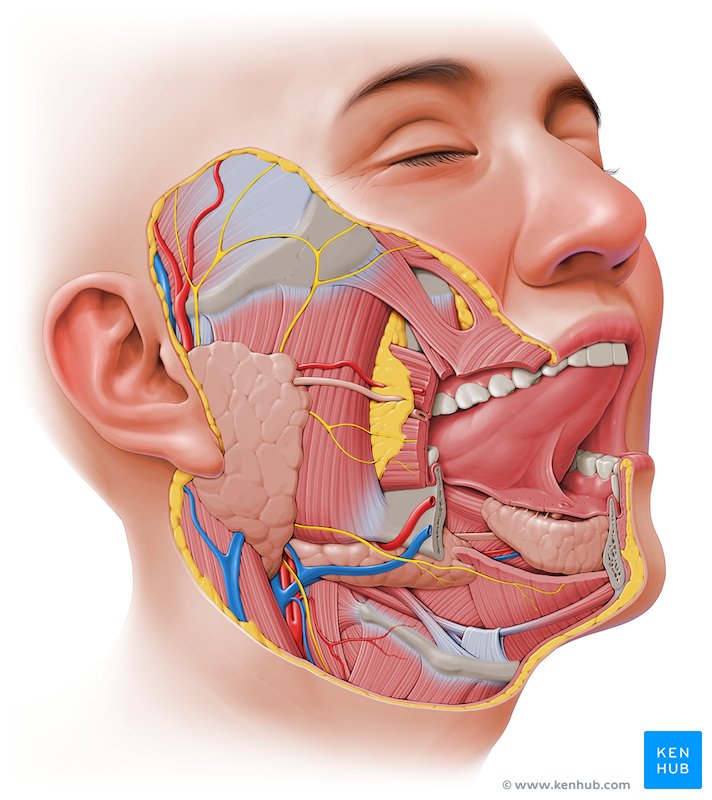 Anatomía de la cabeza y el cuello: Estructuras, arterias | Kenhub