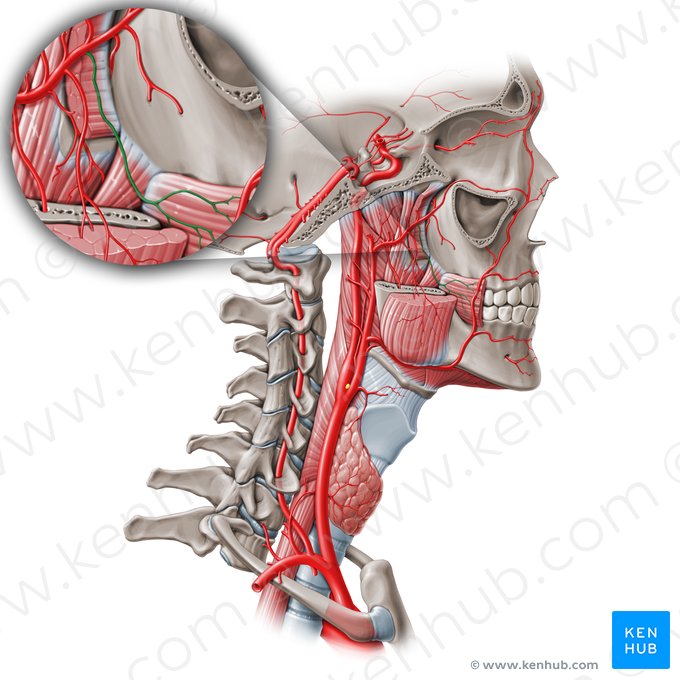 Buccal artery (Arteria buccalis); Image: Paul Kim