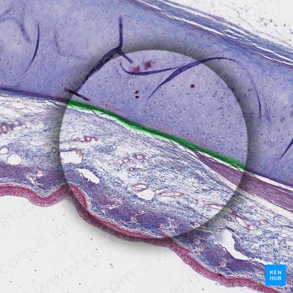 Pericôndrio (Perichondrium); Imagem: 