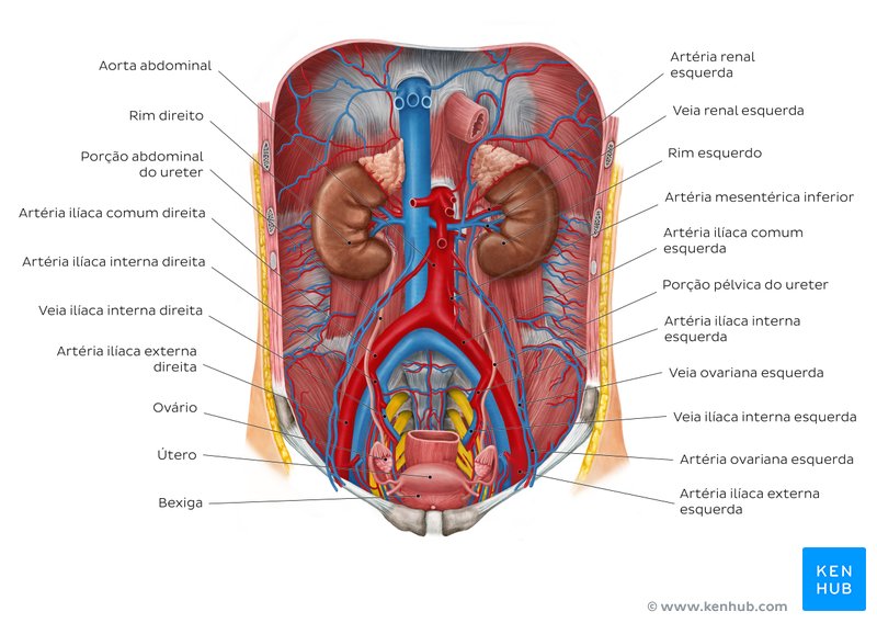 Rins e ureteres - diagrama
