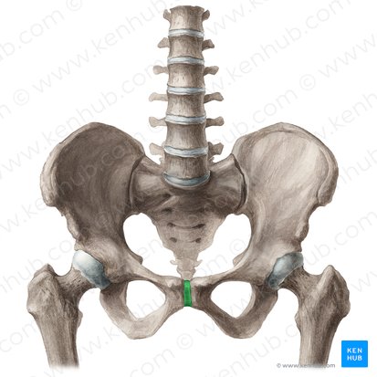 Sínfisis del pubis (Symphysis pubica); Imagen: Liene Znotina