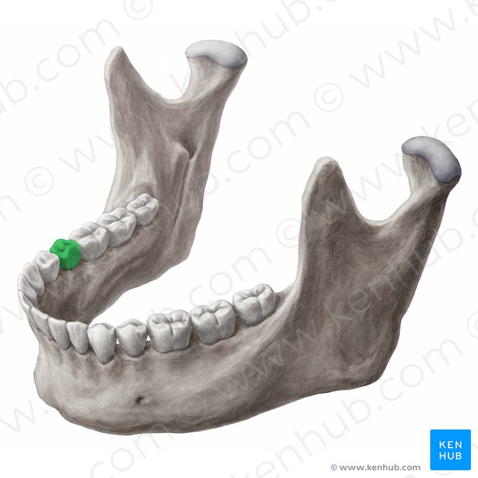 Mandibular right second premolar tooth (Dens premolaris secundus dexter mandibularis); Image: 