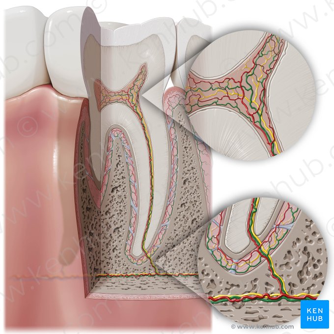 Dental veins (Venae dentales); Image: Paul Kim