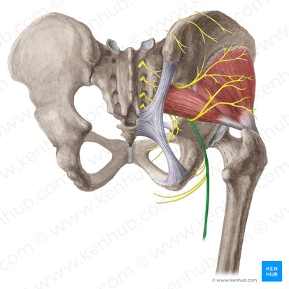 Nervus cutaneus posterior femoris (Hinterer Hautnerv des Oberschenkels); Bild: Liene Znotina