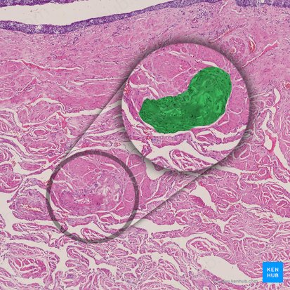 Urethral gland (Glandula urethralis); Image: 