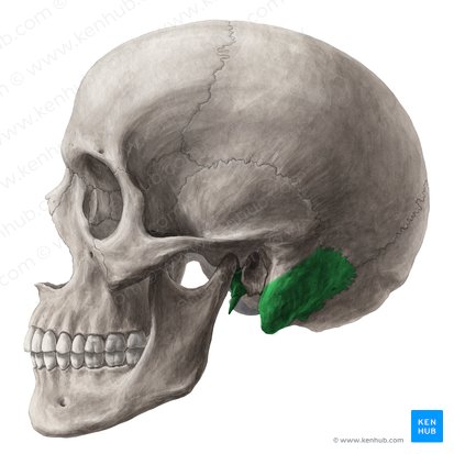 Petrous part of temporal bone (Pars petrosa ossis temporalis); Image: Yousun Koh