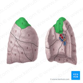 Apical segment of right lung (Segmentum apicale pulmonis dextri); Image: Paul Kim