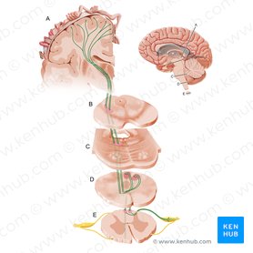 Sistema coluna dorsal-lemnisco medial (Via columnae posterioris lemniscique medialis); Imagem: Paul Kim