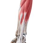 Superficial anterior forearm muscles