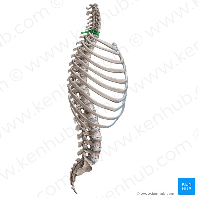 Vértebra C7 (Vertebra C7); Imagem: Irina Münstermann