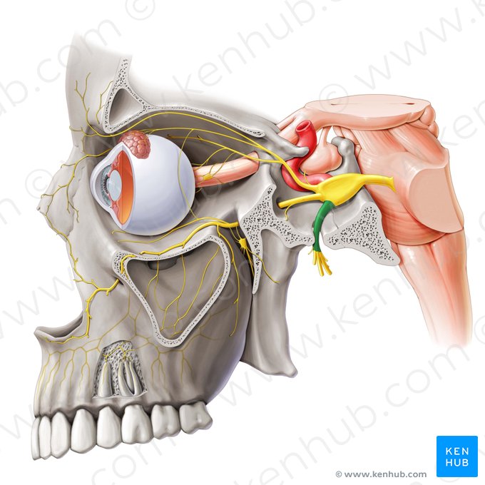 Nervio mandibular (Nervus mandibularis); Imagen: Paul Kim