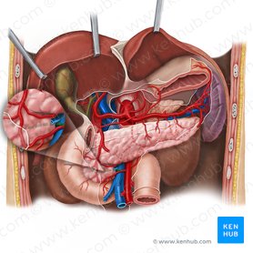 Arteria pancreaticoduodenalis posterior inferior (Untere hintere Bauchspeicheldrüsen-Zwölffingerdarm-Arterie); Bild: Esther Gollan