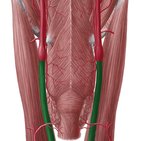 Common carotid artery