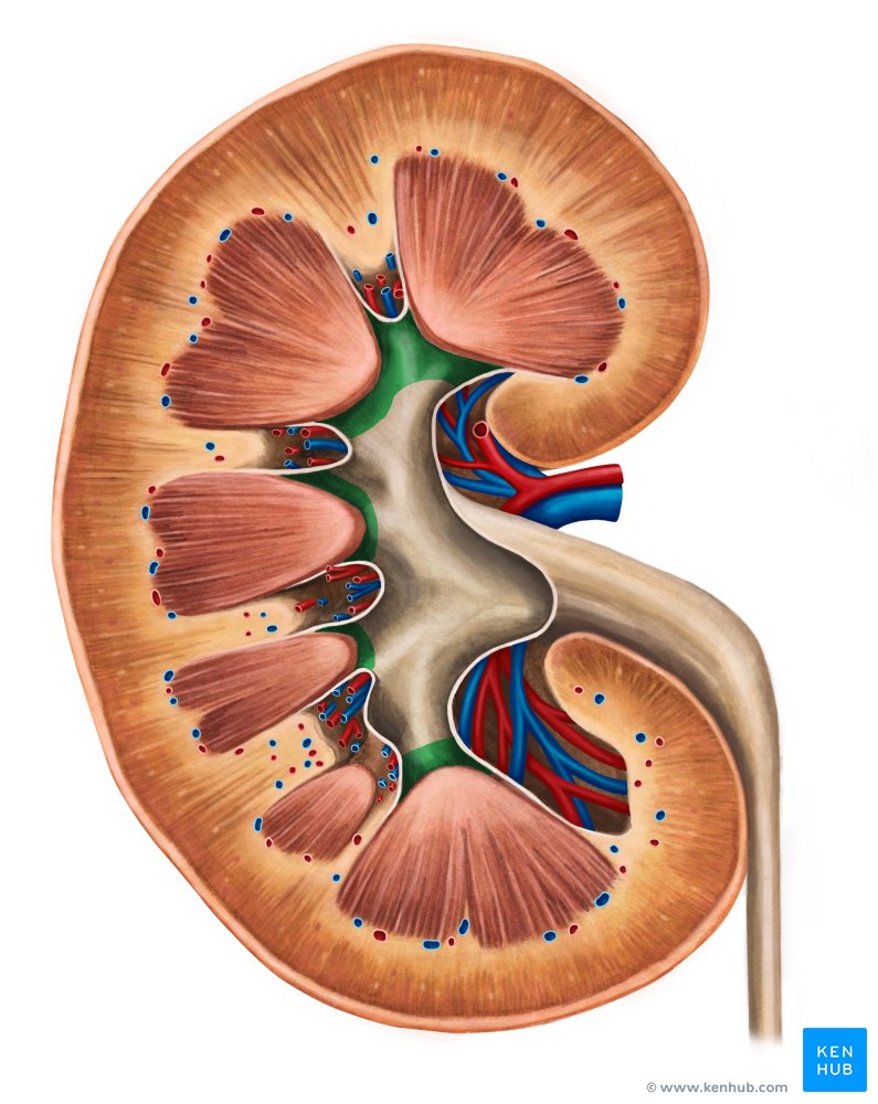 Minor calyces of the kidney