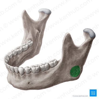 Tuberosidade massetérica da mandíbula (Tuberositas masseterica mandibulae); Imagem: Yousun Koh