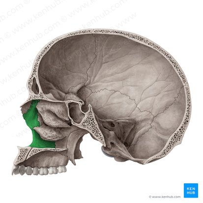 Superfície nasal da maxila (Facies nasalis maxillae); Imagem: Yousun Koh