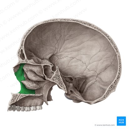 Facies nasalis maxillae (Nasenfläche des Oberkieferknochens); Bild: Yousun Koh