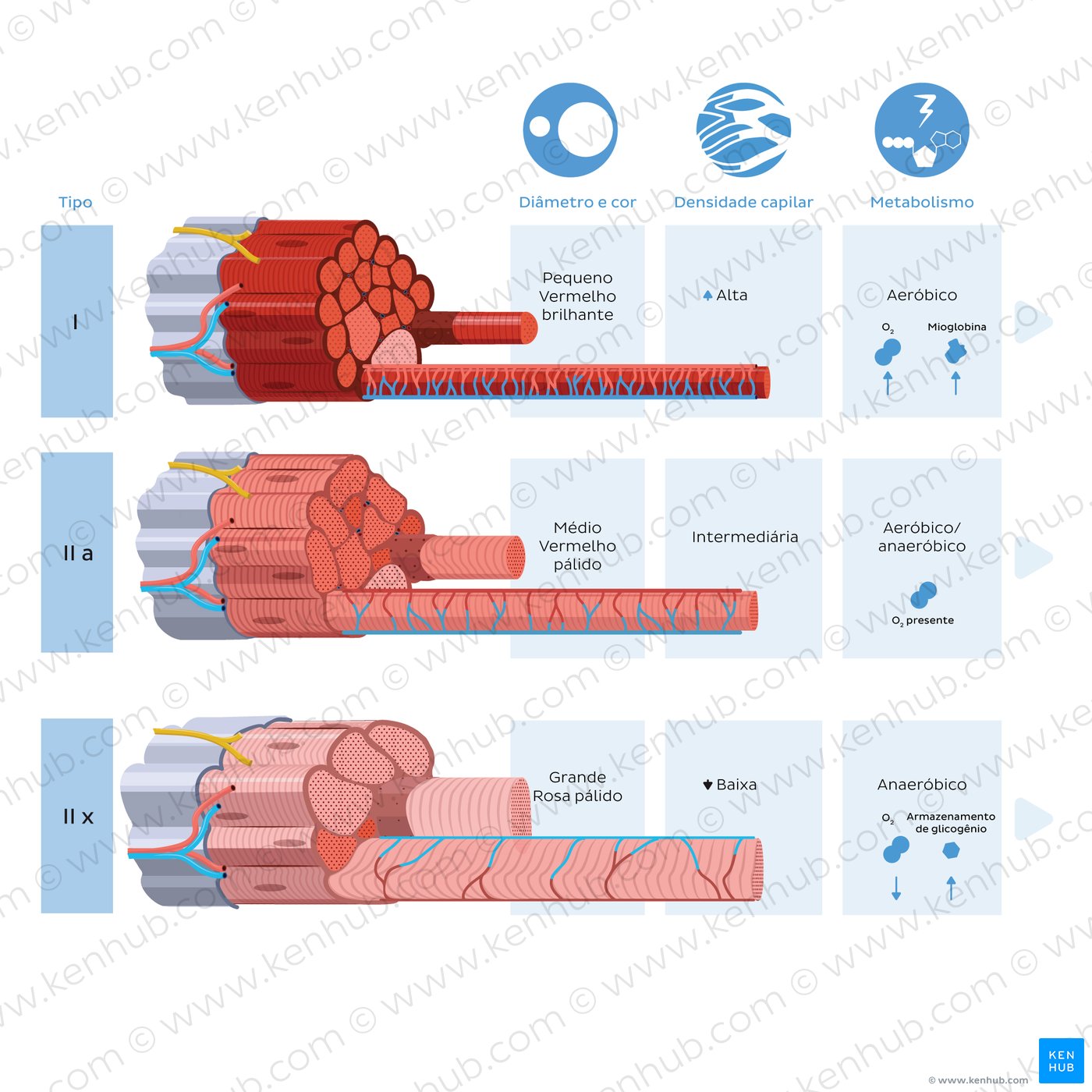 Skeletal muscle fiber types: general features