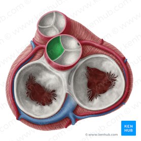 Left coronary leaflet of aortic valve (Valvula coronaria sinistra valvae aortae); Image: Yousun Koh