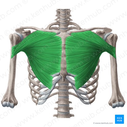 Músculo pectoral mayor (Musculus pectoralis major); Imagen: Yousun Koh