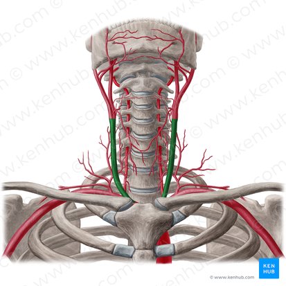 Common carotid artery (Arteria carotis communis); Image: Yousun Koh