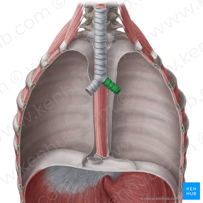 Left main bronchus (Bronchus principalis sinister); Image: Yousun Koh