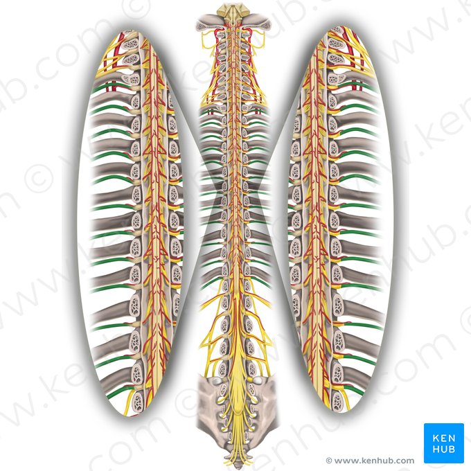 Spinal nerves T1-T12 (Nervi spinales T1-T12); Image: Rebecca Betts