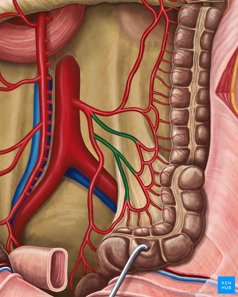 Sigmoid arteries - ventral view