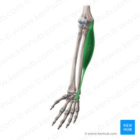 Musculus flexor carpi ulnaris (Ellenseitiger Handbeuger); Bild: Yousun Koh