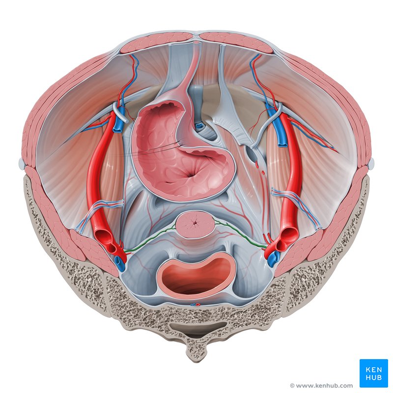 anatomía de la arteria uterina