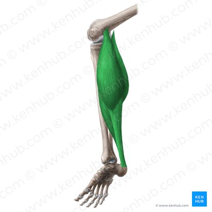 Músculo tríceps sural (Musculus triceps surae); Imagem: Liene Znotina