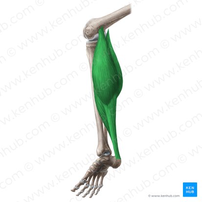 Triceps surae muscle (Musculus triceps surae); Image: Liene Znotina