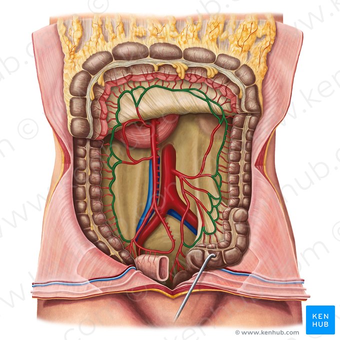 Artéria marginal do cólon (Arteria marginalis coli); Imagem: Irina Münstermann