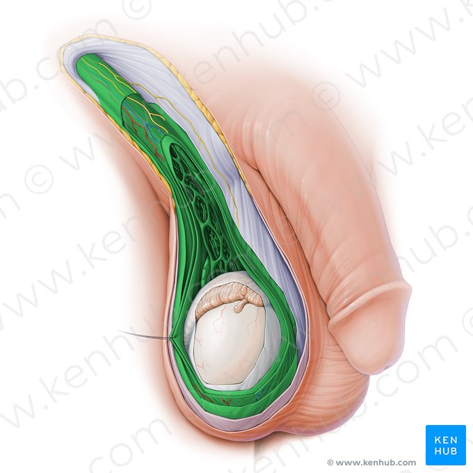 Spermatic cord (Funiculus spermaticus); Image: Paul Kim