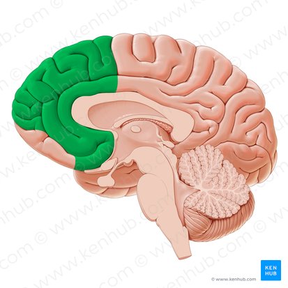 Region medial de la corteza prefrontal (Regio medialis corticis prefrontalis); Imagen: Paul Kim