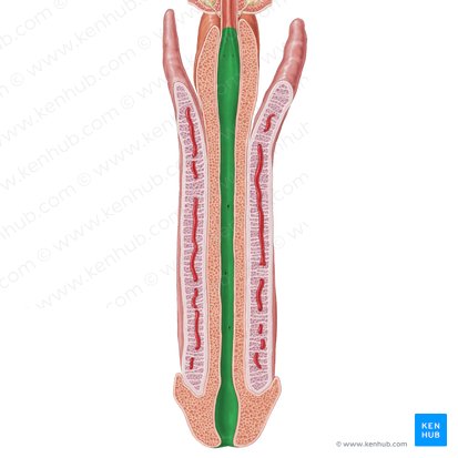 Pars spongiosa urethrae (Penisabschnitt der Harnröhre); Bild: Samantha Zimmerman