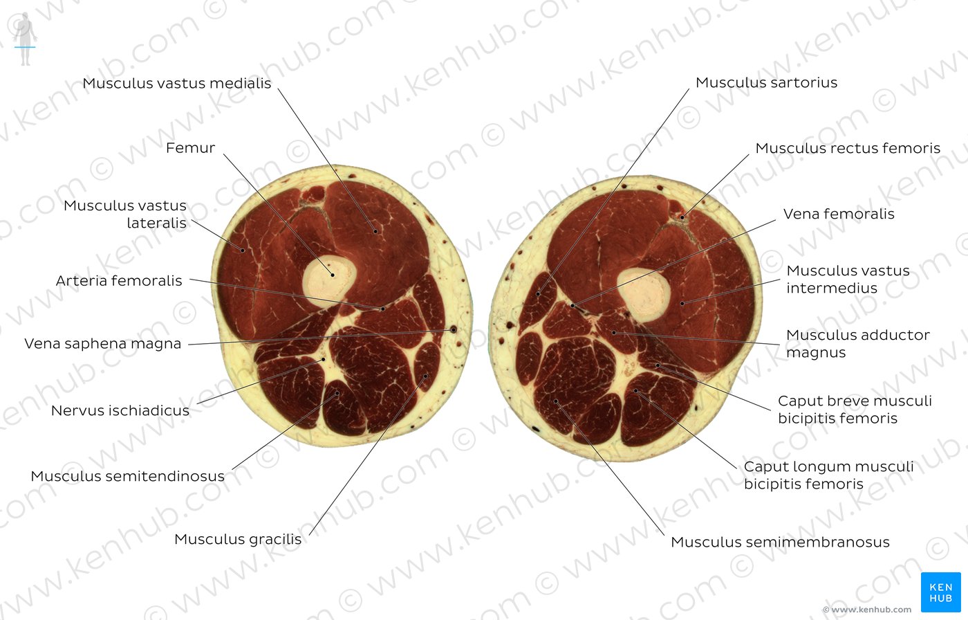 Höhe: Musculus gracilis - Überblick