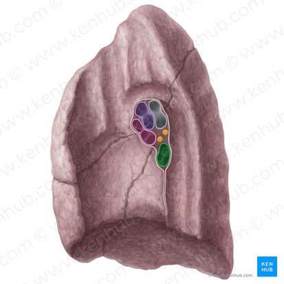 Vena pulmonalis inferior dextra (Rechte untere Lungenvene); Bild: Yousun Koh