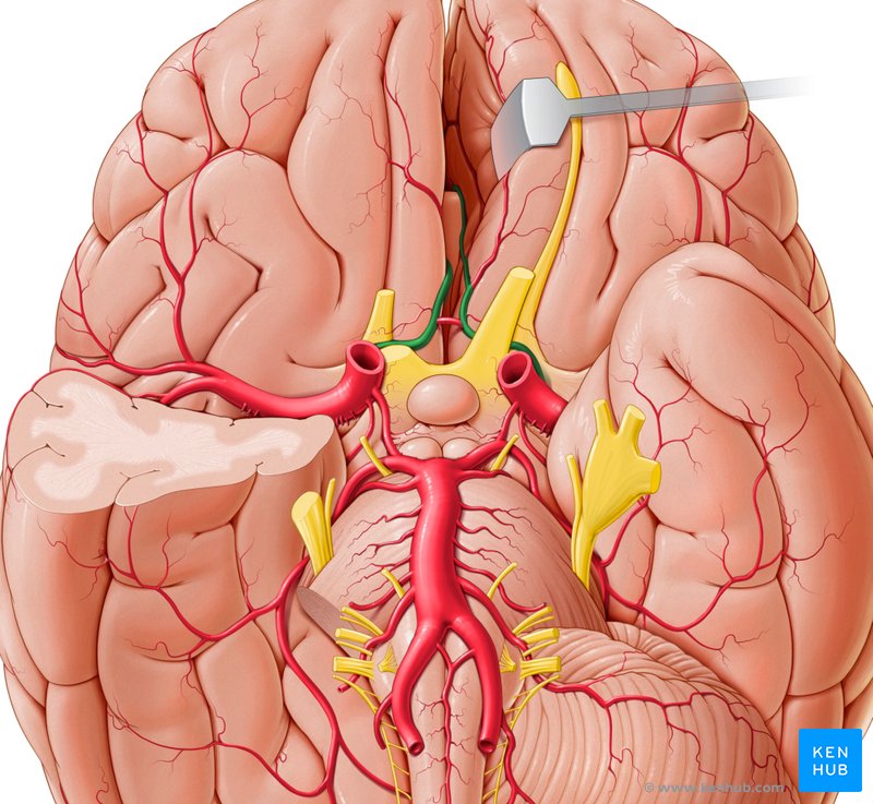 Anterior cerebral artery (Arteria cerebralis anterior)