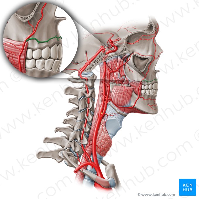Artéria labial superior (Arteria labialis superior); Imagem: Paul Kim