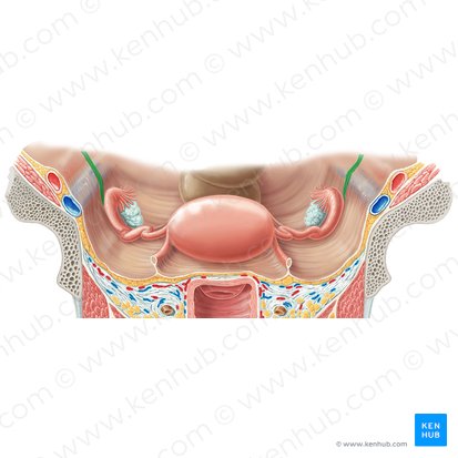 Ureter (Harnleiter); Bild: Samantha Zimmerman