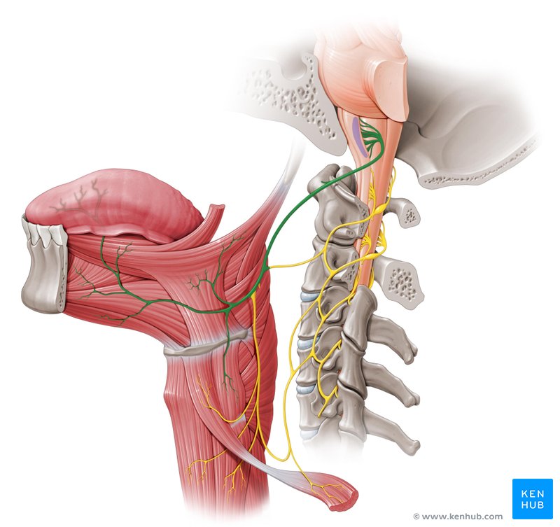 Hypoglossal nerve - lateral-left view