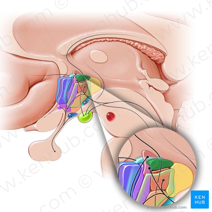 Dorsal hypothalamic area (Area hypothalamica dorsalis); Image: Paul Kim