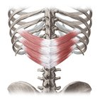 Musculus serratus posterior inferior