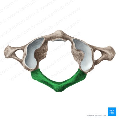 Arco posterior del atlas (Arcus posterior atlantis); Imagen: Liene Znotina