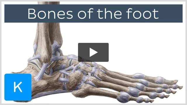 Foot Arches and Their Importance On Point Physical Therapy