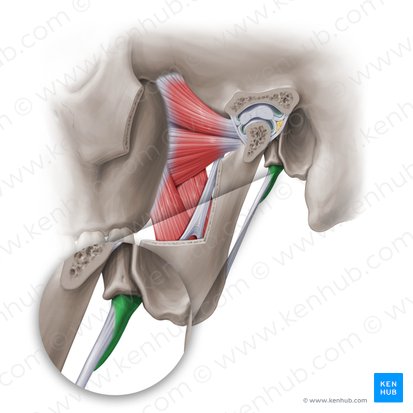 Processus styloideus ossis temporalis (Griffelfortsatz des Schläfenbeins); Bild: Paul Kim