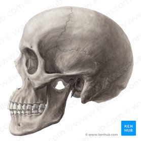 Skull: Anatomy, structure, bones, quizzes | Kenhub
