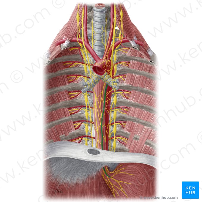 Tronco vagal anterior (Truncus vagalis anterior); Imagen: Yousun Koh